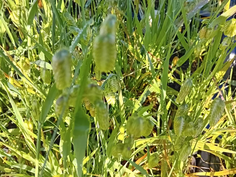 Briza maxima