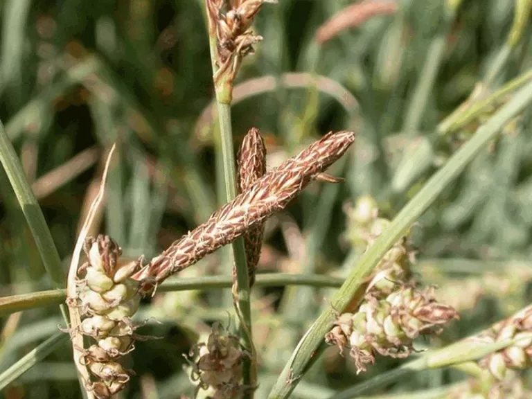 Calamagrostis acutiflora 'Overdam'