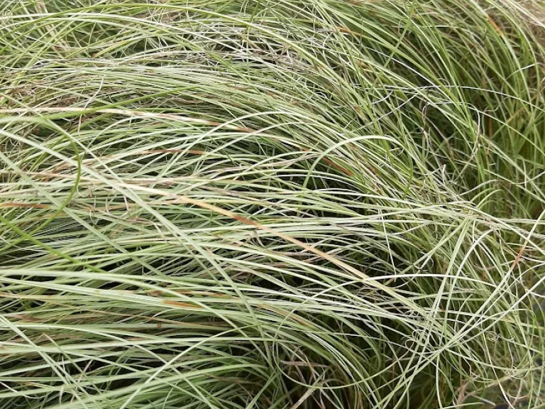 Carex comans 'Amazon Mist'