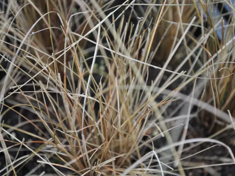 Carex comans 'Little Red'