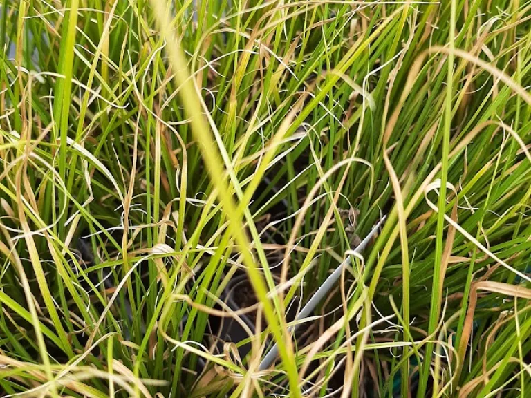 Carex howardii 'Phoenix Green'