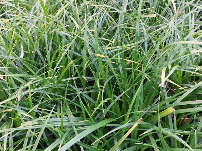 Carex morrowii 'Mosten'