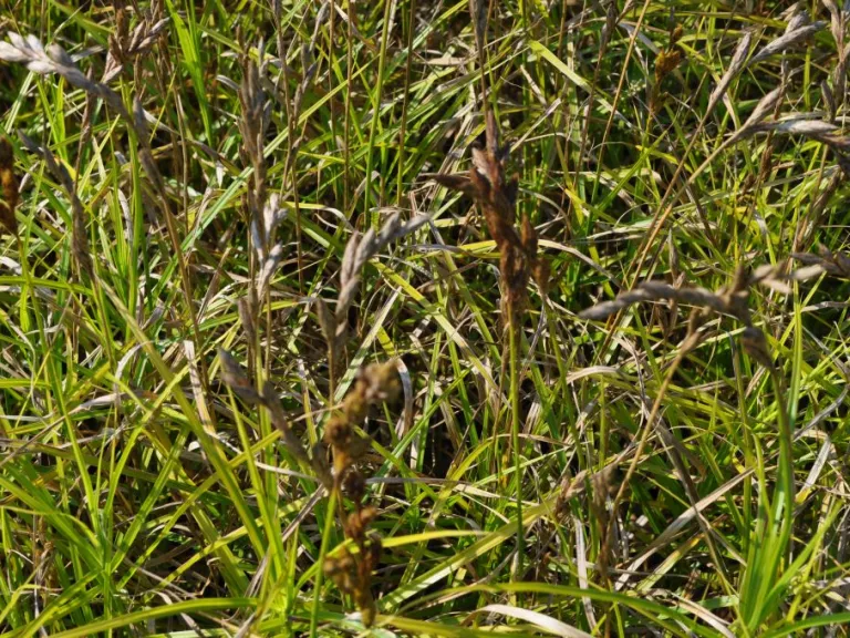 Carex muskingumensis