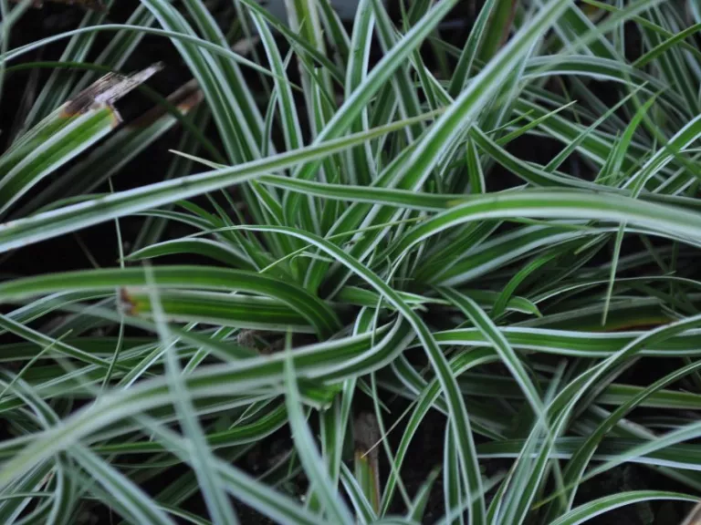 Carex oshimensis 'Everest' ®