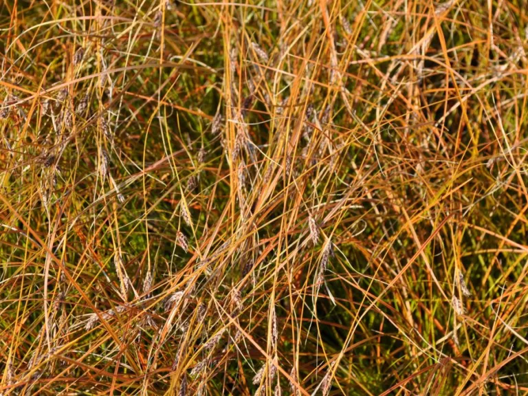 Carex testacea 'Prairiefire'
