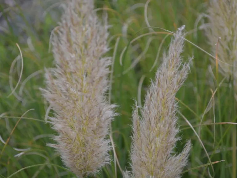 Cortaderia selloana 'Pumila'