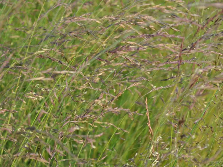 Festuca amethystina