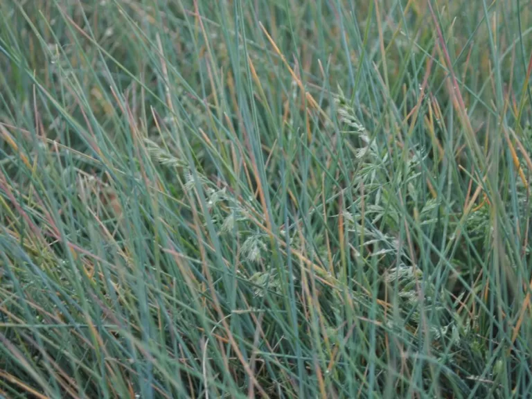 Festuca glauca 'Uchte'