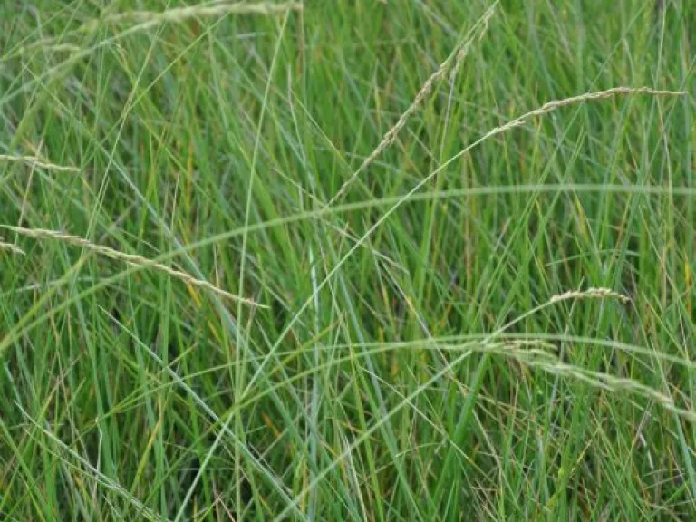 Festuca mairei