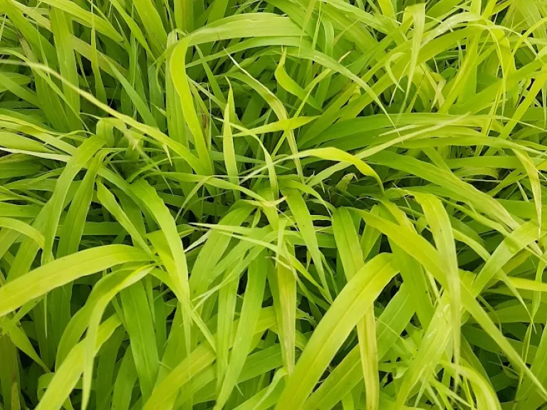 Hakonechloa macra 'Sunflare'