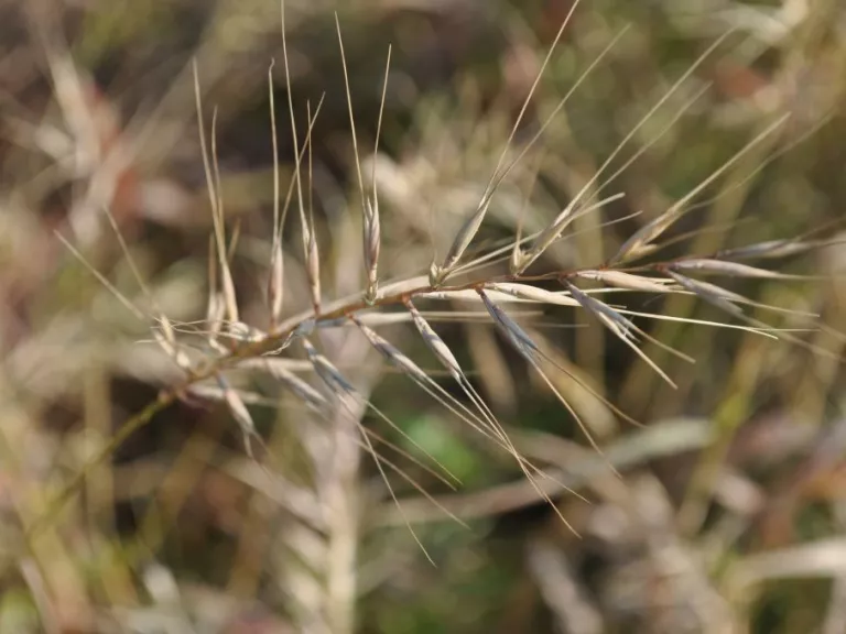 Hystrix patula