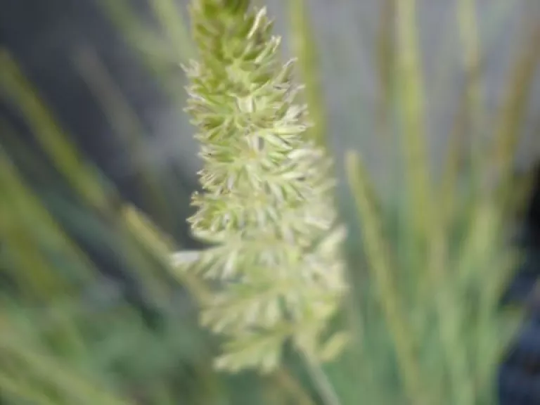 Koeleria glauca