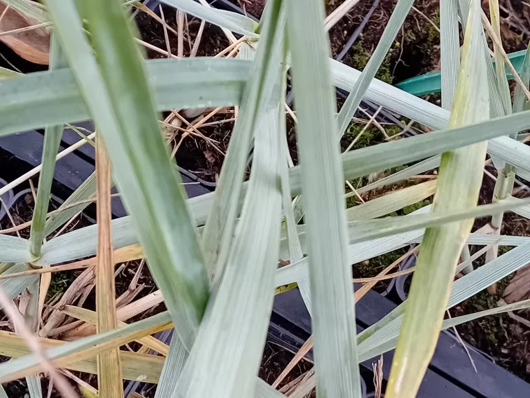 Leymus arenarius 'Blue Dune'