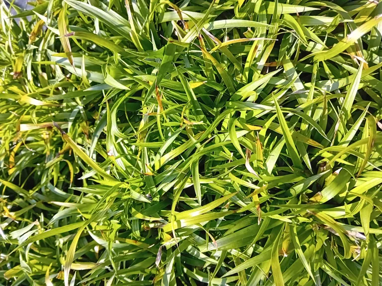 Luzula pilosa 'Grünfink'