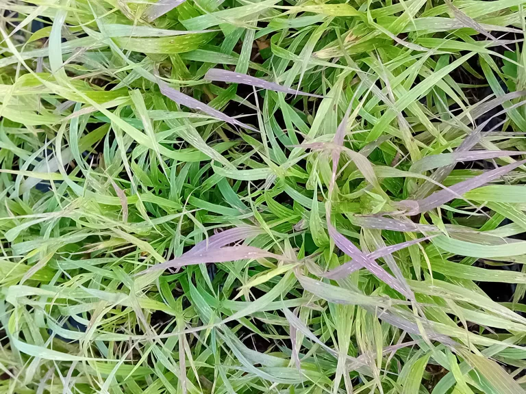 Melica altissima 'Atropurpurea'