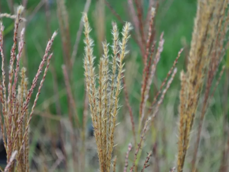 Miscanthus sinensis 'Dronning Ingrid'
