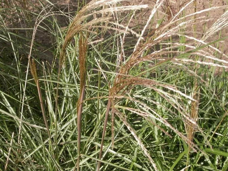Miscanthus sinensis 'Graziella'