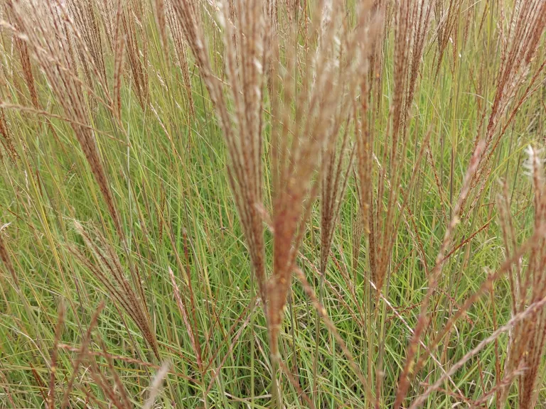 Miscanthus sinensis 'Kleine Silberspinne'