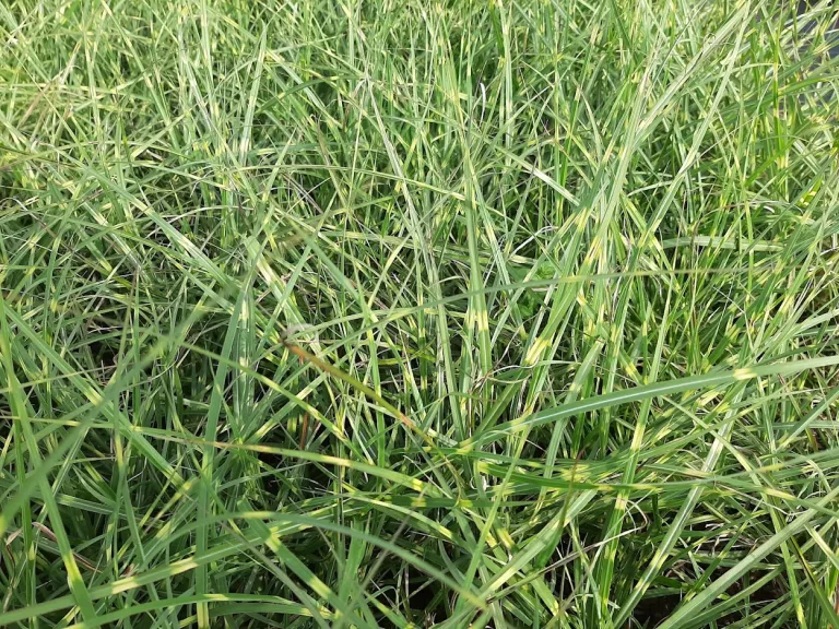 Miscanthus sinensis 'Little Zebra'