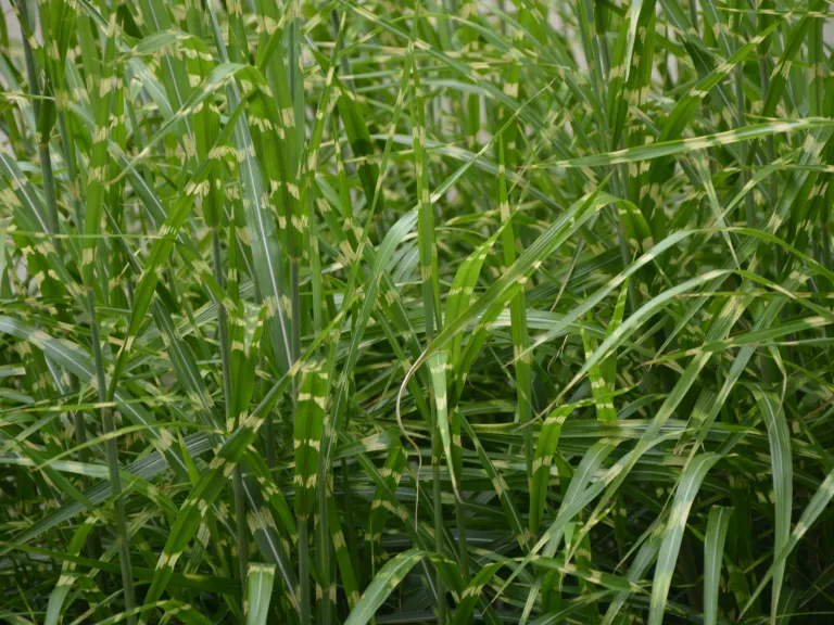Miscanthus sinensis 'Strictus'