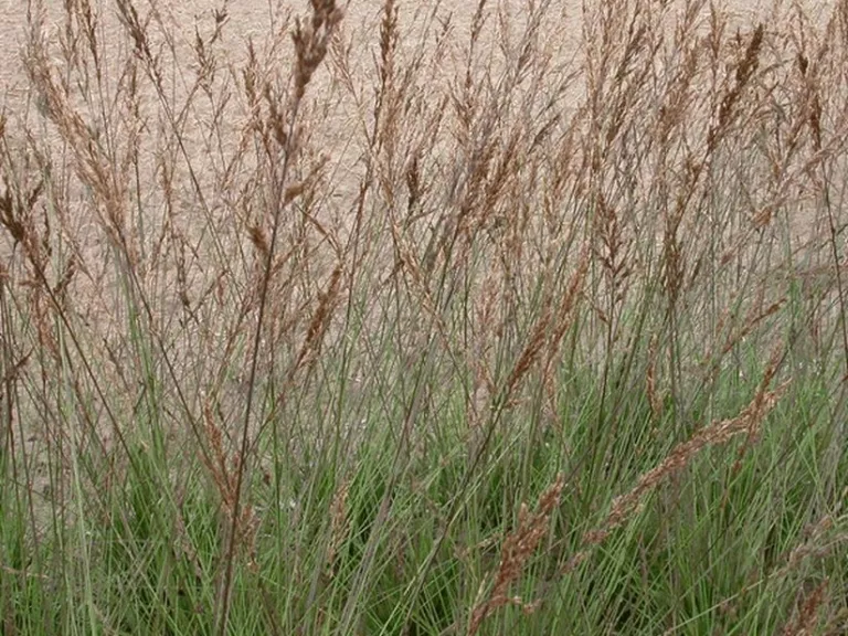 Molinia caerulea 'Edith Dudszus'