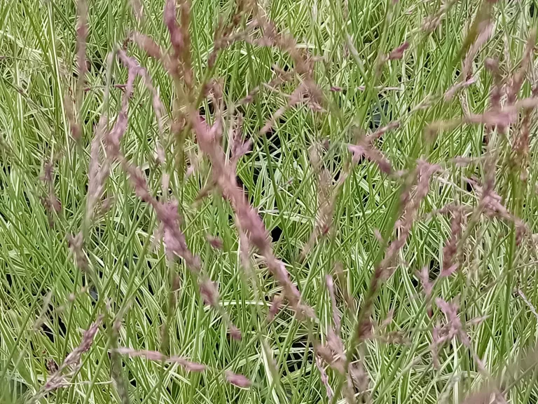 Molinia caerulea 'Mostenveld'