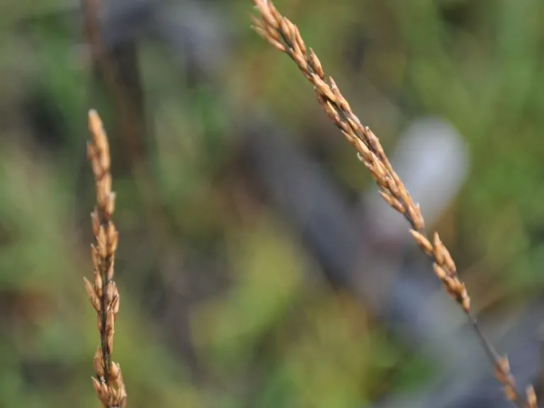 Molinia caerulea 'Strahlenquelle'