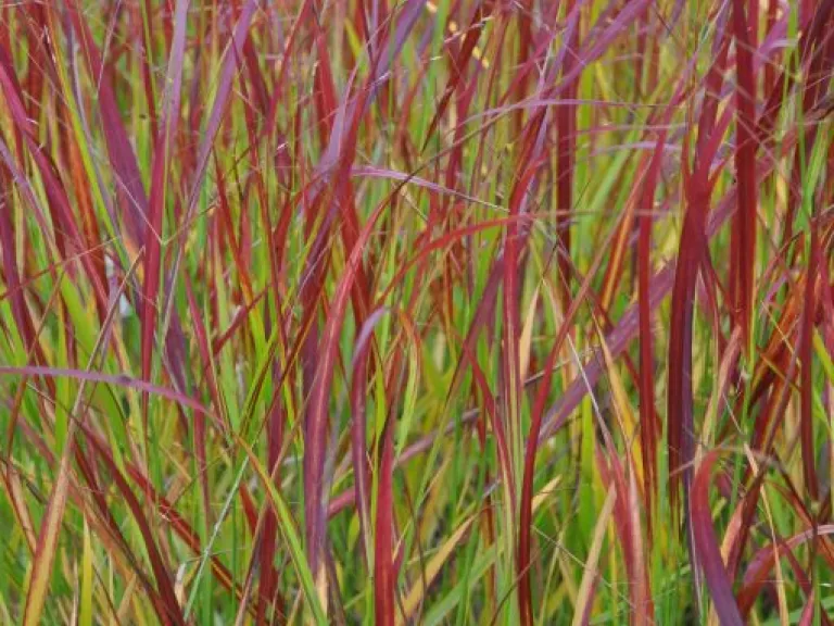 Panicum virgatum 'Hänse Herms'