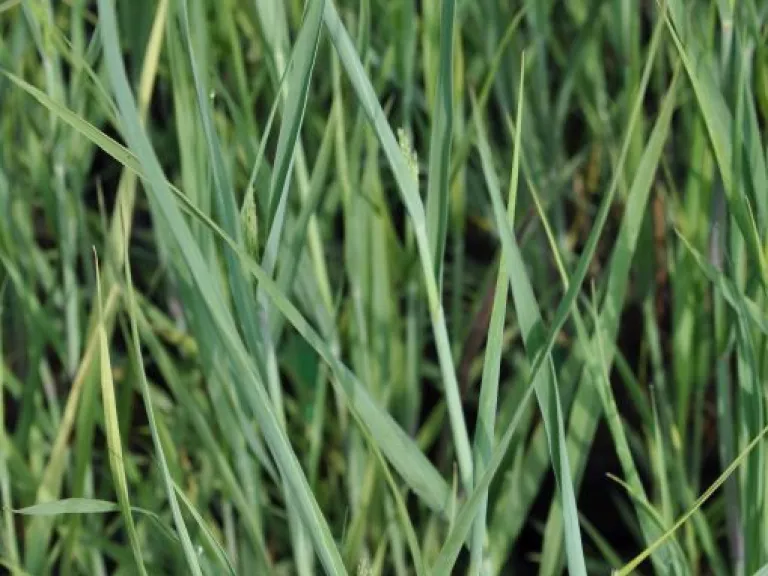Panicum virgatum 'Heavy Metal'