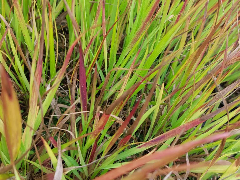 Panicum virgatum 'Sangria'