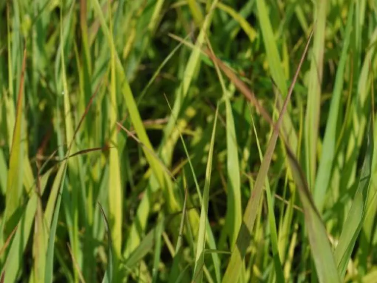Panicum virgatum 'Shenandoah'