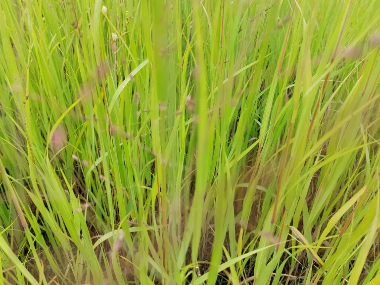 Panicum virgatum 'Stäfa'