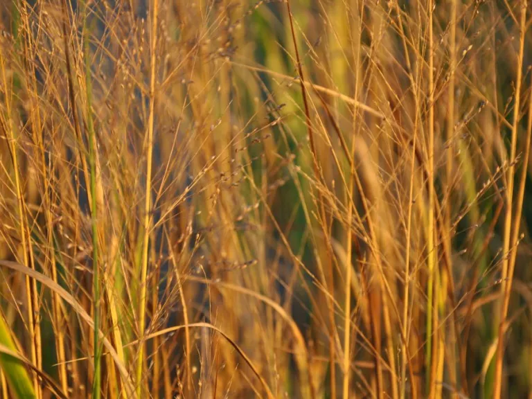 Panicum virgatum 'Thundercloud'