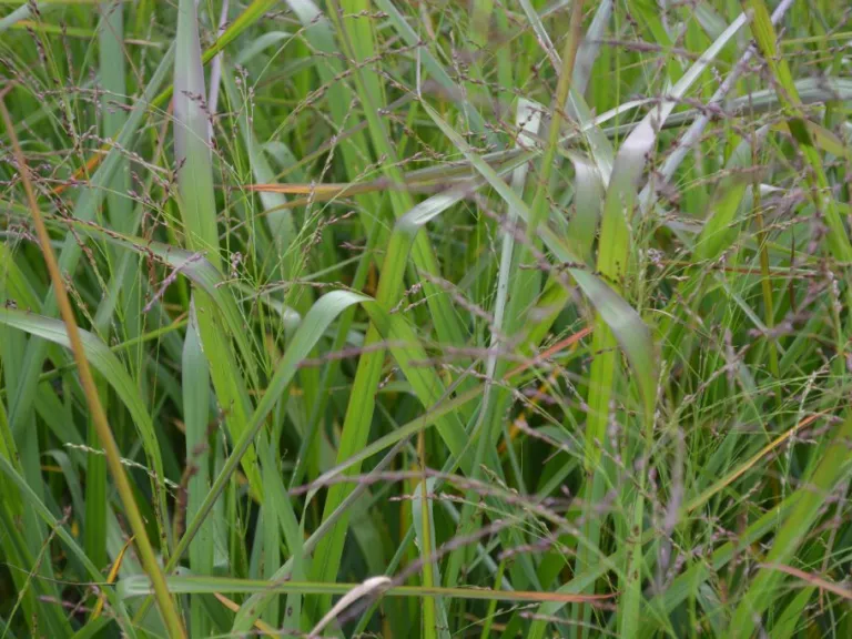 Panicum virgatum 'Warrior'