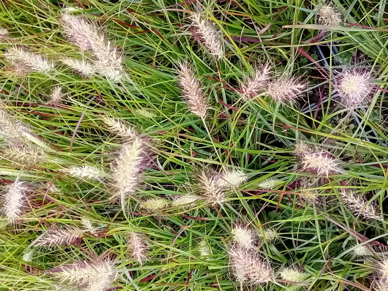 Pennisetum alopecuroïdes 'Black Alvernee'