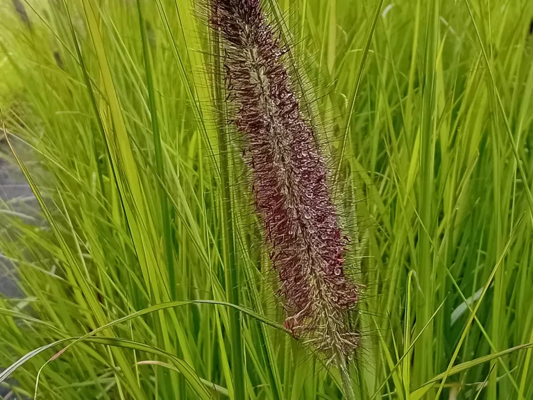 Pennisetum alopecuroïdes 'Black Beauty'