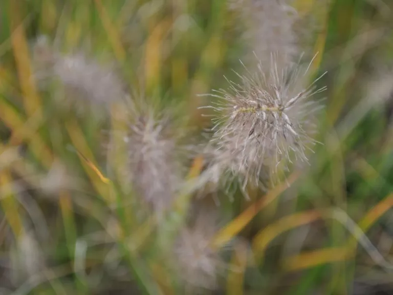 Pennisetum alopecuroïdes 'Gelbstiel'