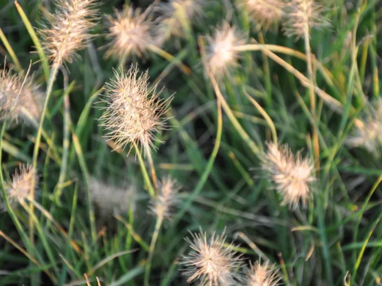 Pennisetum alopecuroïdes 'Hameln'