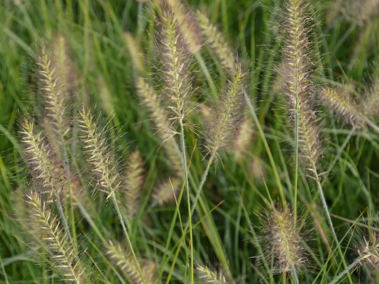 Pennisetum alopecuroïdes 'Hameln'