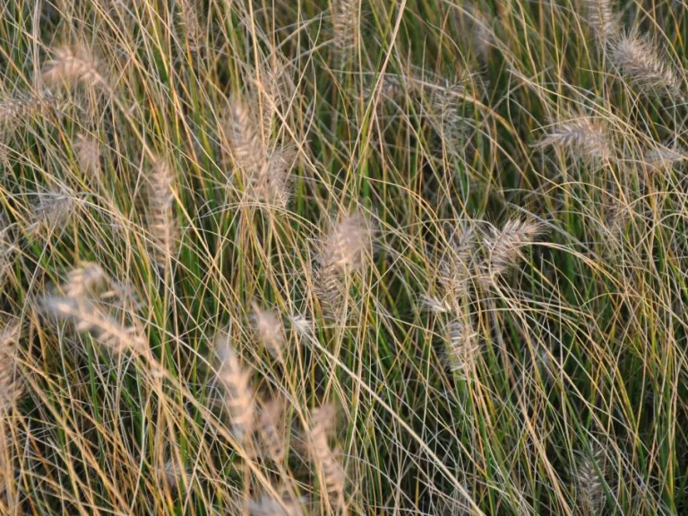 Pennisetum alopecuroïdes 'Piglet'