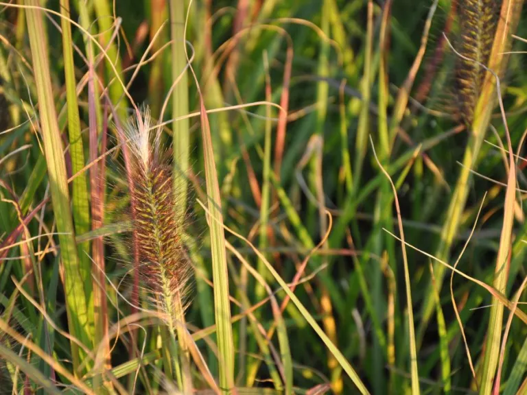 Pennisetum alopecuroïdes 'Red Head'