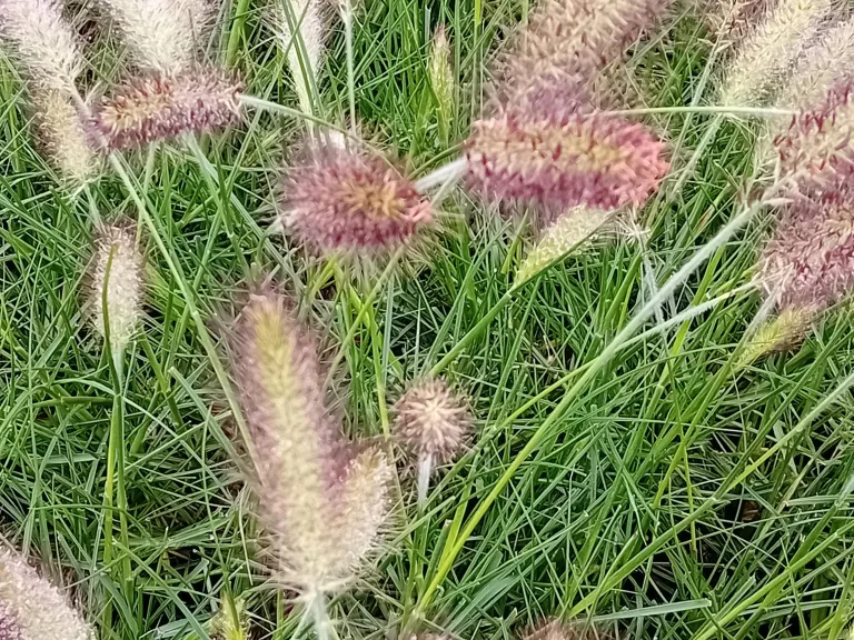 Pennisetum alopecuroïdes 'Weserbergland'