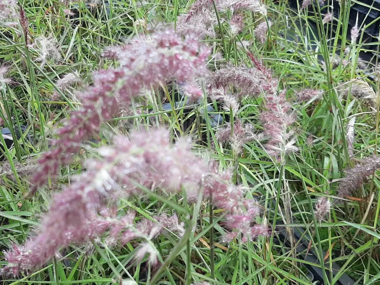 Pennisetum orientale 'Flamingo'