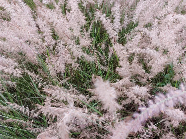 Pennisetum orientale 'Dance With Me' ®
