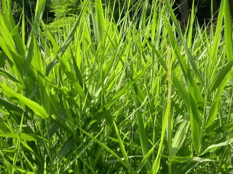 Phalaris arundinacea