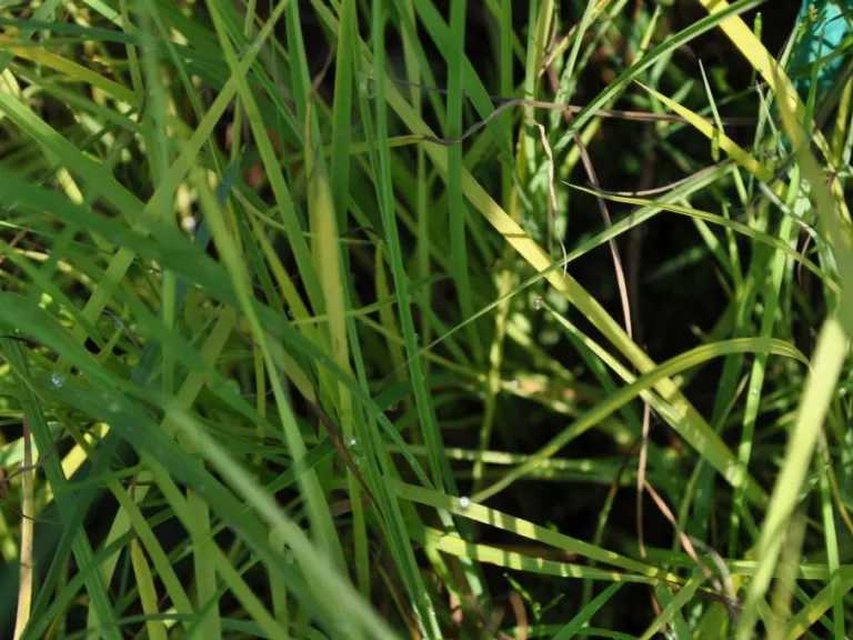 Schizachyrium scoparium