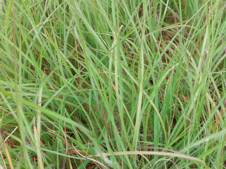 Schizachyrium scoparium 'Ha Ha Tonka'