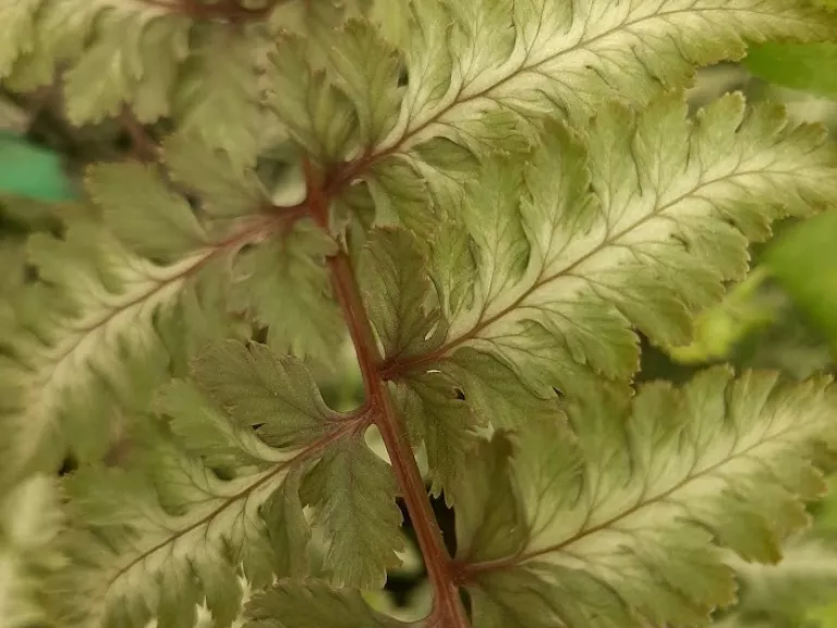 Athyrium nipponicum 'Burgundy Lace'