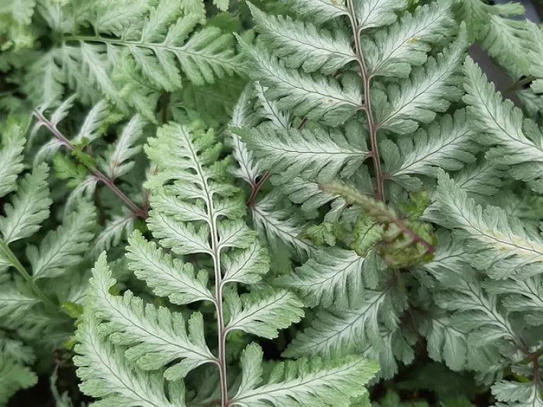 Athyrium nipponicum 'Silver Falls' ®