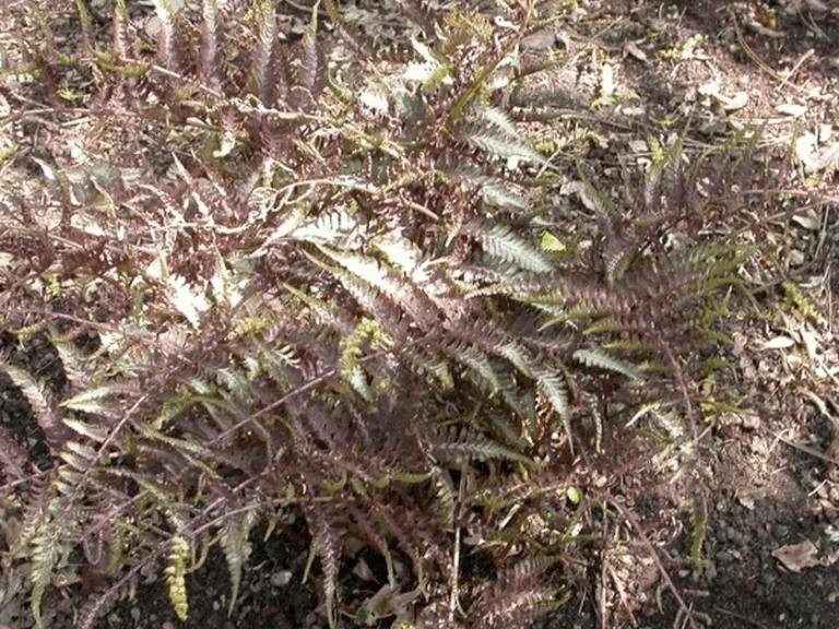Athyrium nipponicum var. 'Pictum'